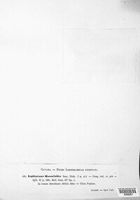 Image of Lophiostoma massarioides